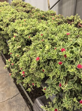 垂盆花蔓草锦牡丹吊兰多肉植物