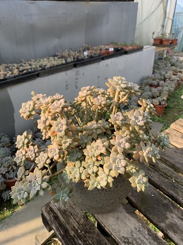 超好养薄化妆易长成老桩红粉佳人