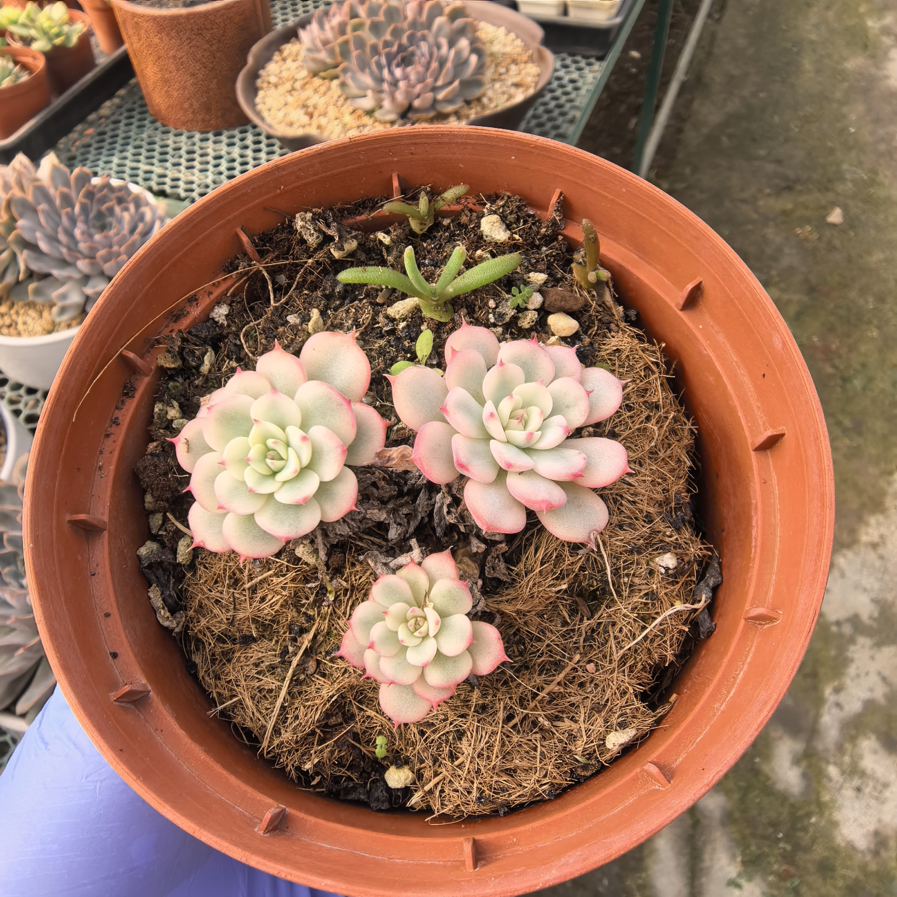 一物一拍可爱玫瑰姬莲锦多肉植物盆栽,鲜花速递/花卉仿真/绿植园艺,多肉植物,淘宝优惠券,粉丝福利购,淘宝优惠卷