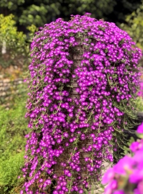 枝干番杏垂盆多年生庭院多肉植物易爆盆春季开花
