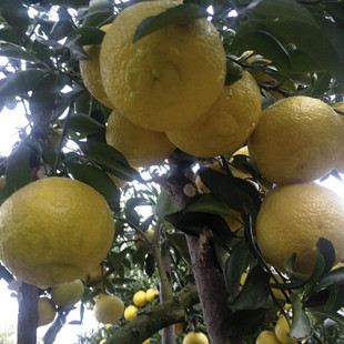 湖南果苗 怀化洪江黄金贡柚苗 春香小果柚苗 包邮