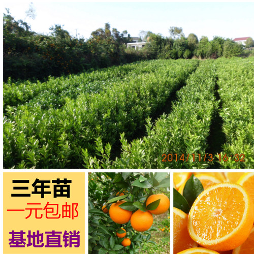 脐橙苗树苗嫁拉树苗高糖高产