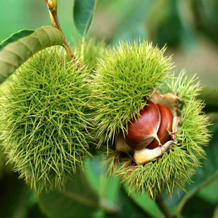 板栗苗九家种板】果树苗'果苗 适应地栽果树 包邮