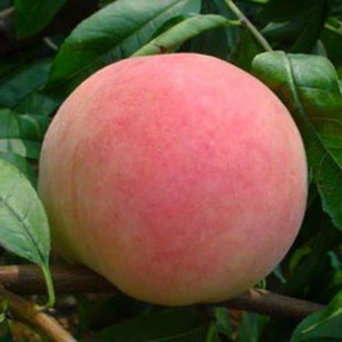 湖南果苗 脆硬桃树 嫁接桃树苗 早熟桃苗 突围桃 包邮