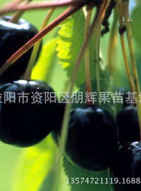 南方品种美国车厘子车厘子苗
