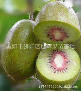湖南果树苗 红肉型嫁接猕猴桃苗 奇异果苗龙红藏猕猴桃苗