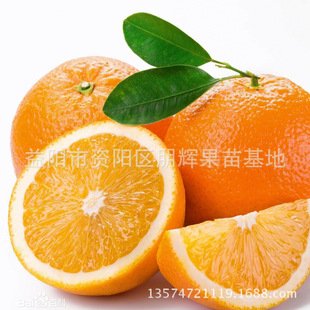 湖南果苗 嫁接苗 晚熟夏橙苗 伏令夏橙又名 晚生橙 华兰西晚橙