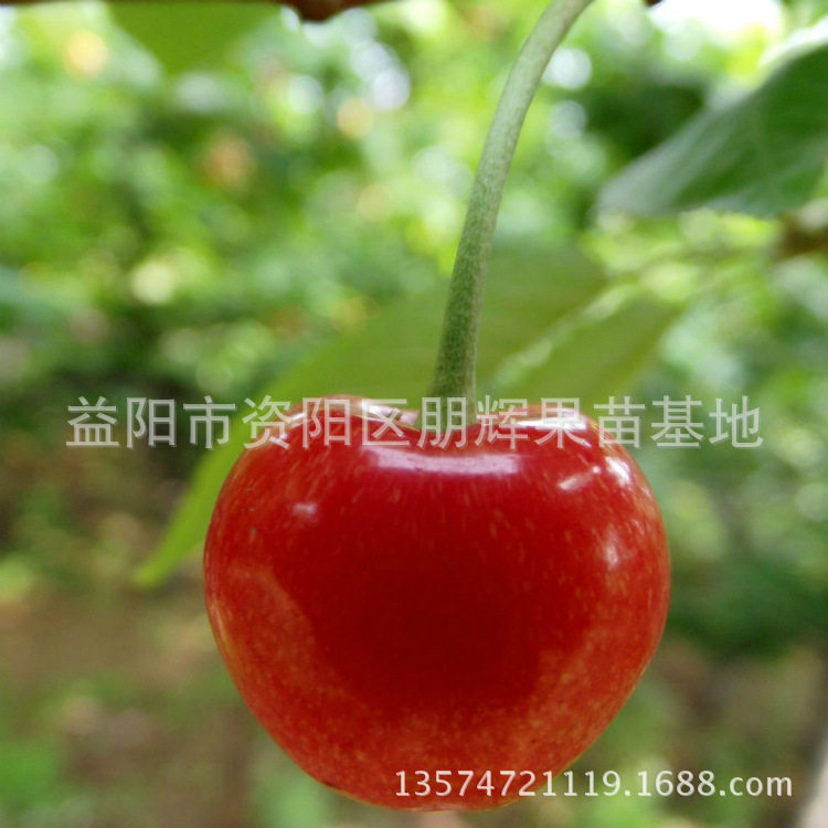 湖南樱桃品种 嫁接车厘子苗 樱桃苗  大果湘妃樱桃苗