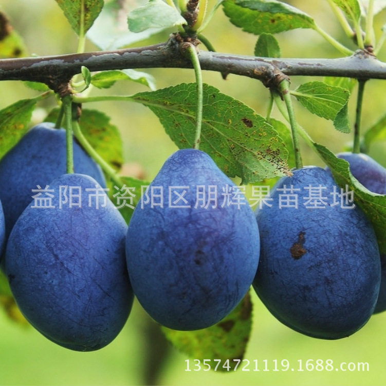 湖南果苗基地嫁接李子西梅