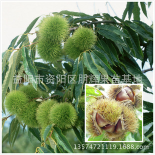 果苗树 嫁接板栗子树苗 日本9号板栗苗 双季结果产量高