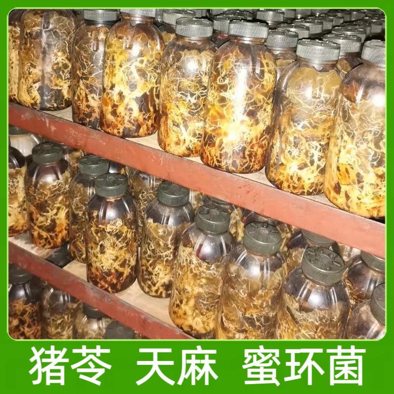 高活性天麻蜜环菌菌种包水剂枝条密环菌天麻伴生菌出菌快萌发菌种