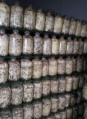 优质天麻猪苓蜜环菌棉籽壳黄豆密环菌萌发菌干蜜环菌种菌包密环菌