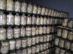 优质天麻猪苓蜜环菌棉籽壳黄豆密环菌萌发菌干蜜环菌种菌包密环菌