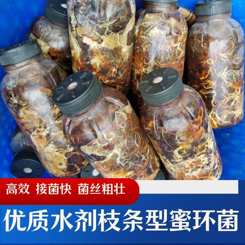 陕西汉中水剂枝条蜜环菌种天麻种植密环菌包蜜环菌种枝条的猪苓菌