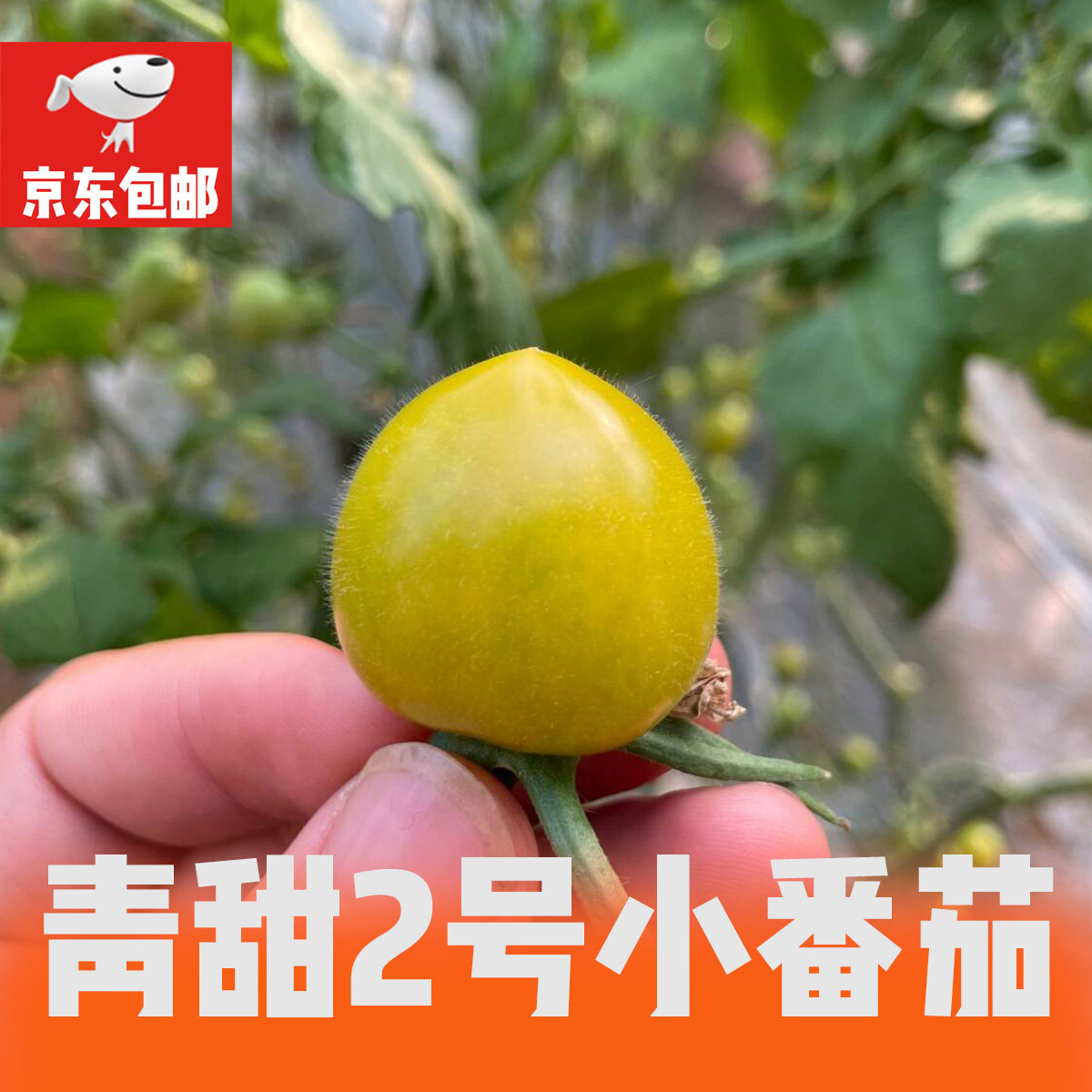 【京东包邮】青甜2号小番茄口感小番茄酸甜多汁原产地直发,水产肉类/新鲜蔬果/熟食,番茄,淘宝优惠券,粉丝福利购,淘宝优惠卷