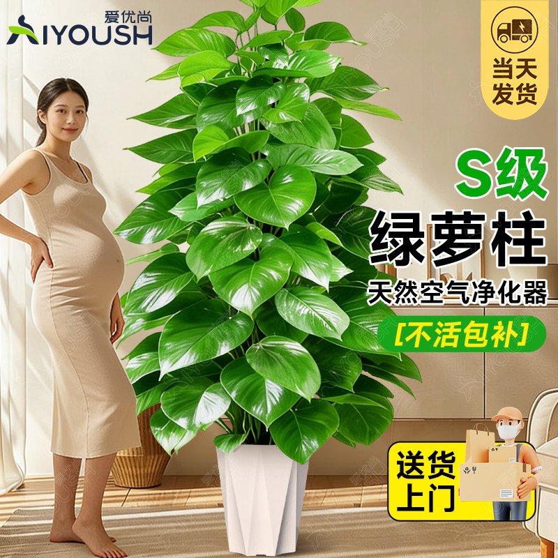 大叶绿萝柱大号客厅盆景大型办公室居家净化空气除甲醛好养活植物,鲜花速递/花卉仿真/绿植园艺,大型绿植/成品组合盆栽,淘宝优惠券,粉丝福利购,淘宝优惠卷
