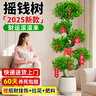 2025新款摇钱树绿植金钱树客厅大花盆金钱榕高级感发财树大盆栽