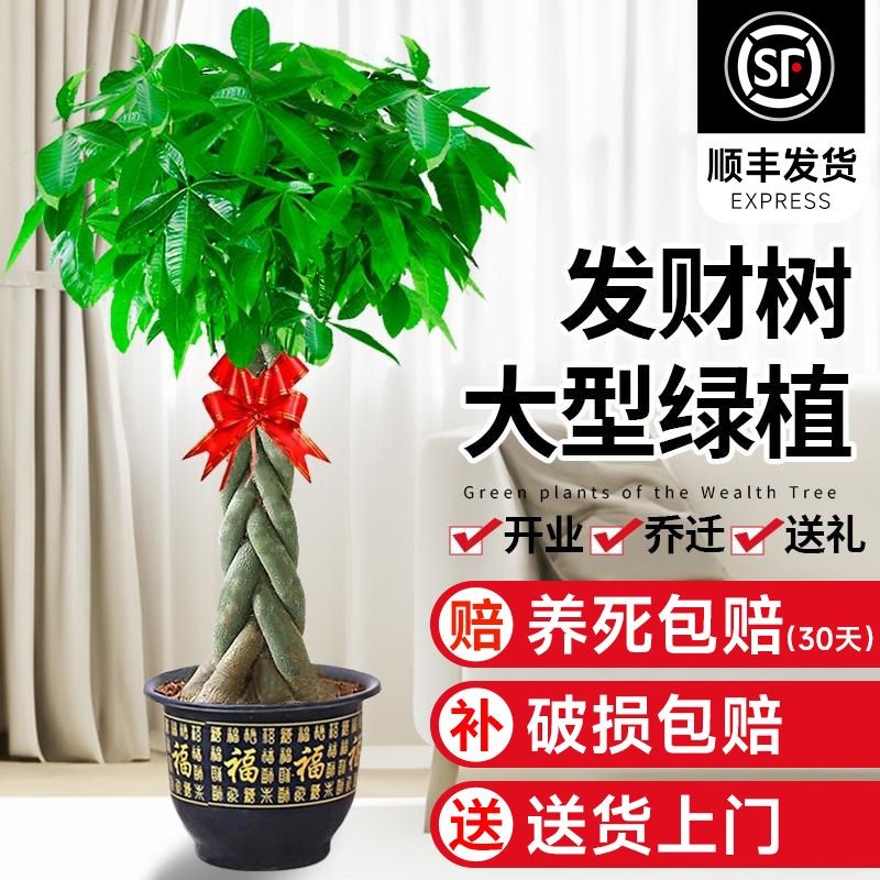 “真发财”树乔迁开业最合适绿植