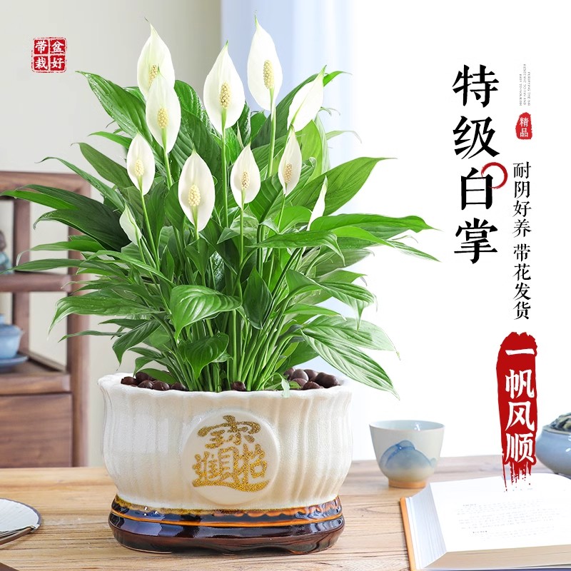 一帆风顺白掌盆栽绿植