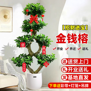 金钱榕盆栽绿植花卉大8字老桩造型s弯摇钱树植物小叶人参榕树盆景