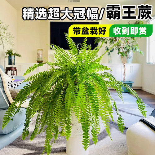 霸王蕨室内盆栽大型绿植蕨类植物大全悬挂式造景四季好养波士顿蕨