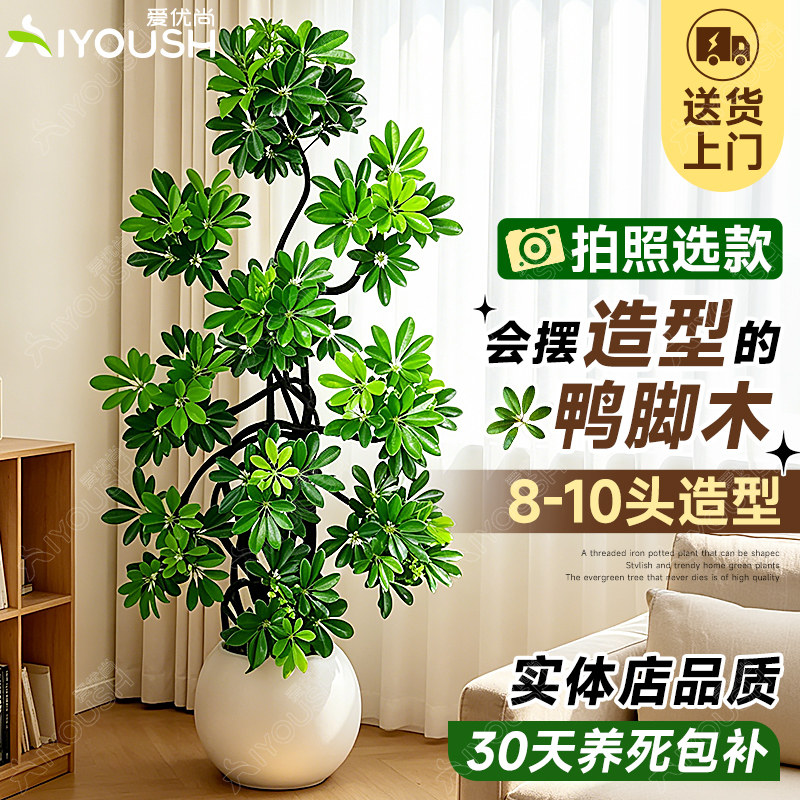 鸭掌木鹅掌柴室内乔迁绿植图片