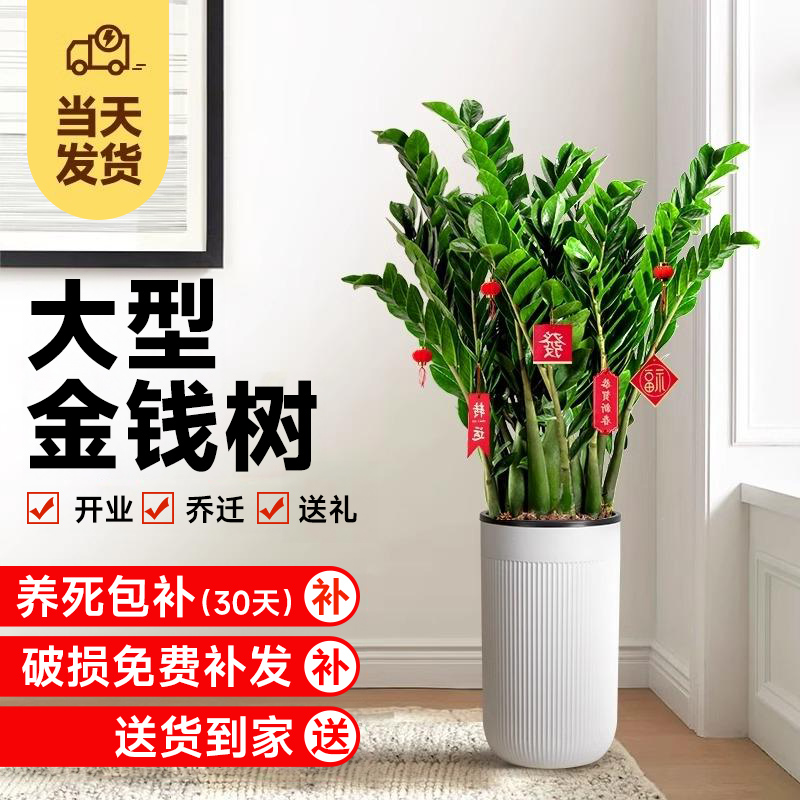 金钱树盆栽室内大型客厅绿植物办公室旺宅摇钱串子招财开业送礼物