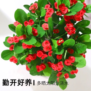 办公室内铁海棠虎刺梅小花盆栽好养易活阳台耐旱四季花卉绿植盆景