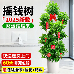 2025新款摇钱树绿植发财树办公室大盆栽金钱榕绿植室内大型盆景