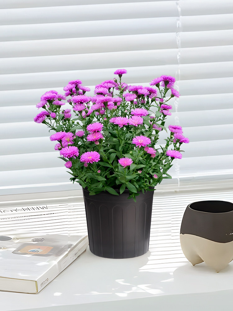 爱优尚菊花盆栽带花苞九月菊四季开花室内外好养花苗时令花卉植物