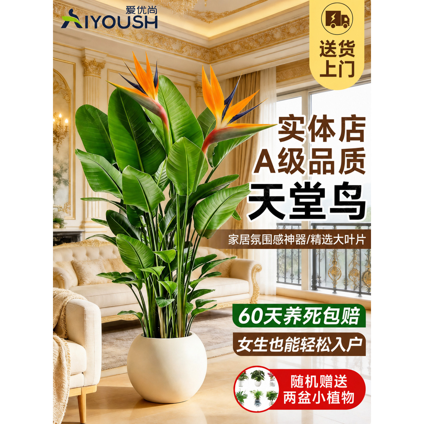 天堂鸟新房佳选打理简单适合懒人图片