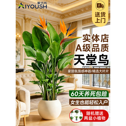 天堂鸟客厅绿植盆栽高级感大型旺宅大叶真植物四季花卉落地盆景 - 封面