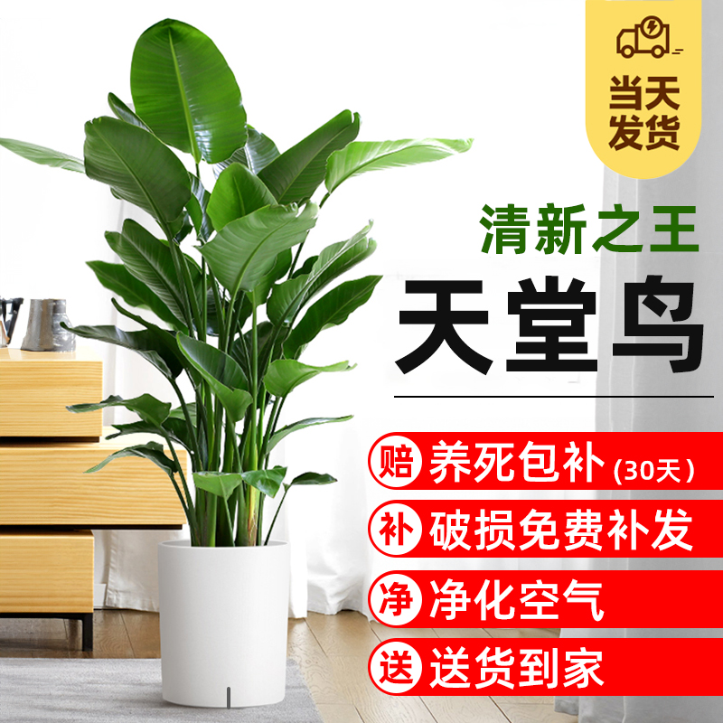 家用客厅专用绿植 开门见叶  大家又大业