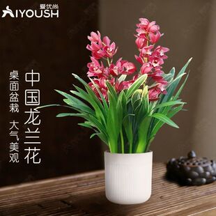 大花蕙兰中国龙冬带花苞精品浓香兰花苗室内桌面绿植基地直发花卉