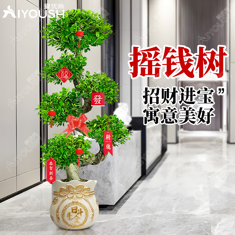 金钱榕盆栽室内绿植净化空气新房