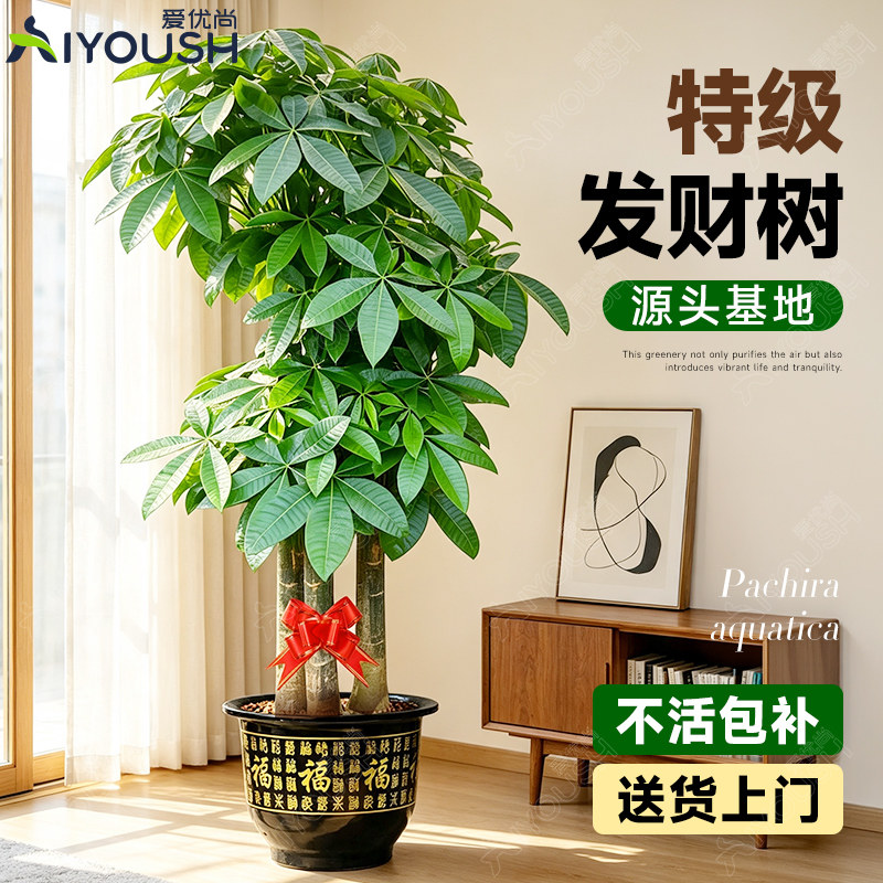 “真发财”树乔迁开业最合适绿植图片