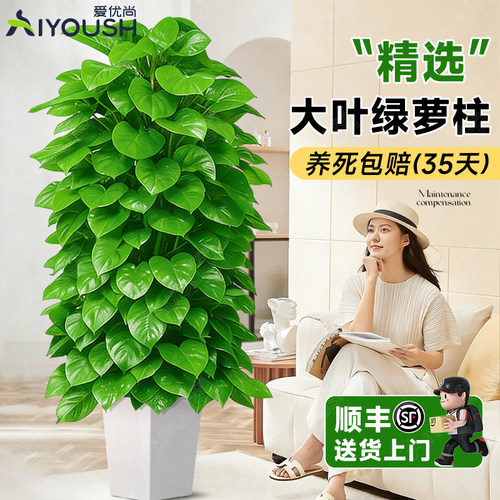 客厅净化空气除甲醛好养活植物