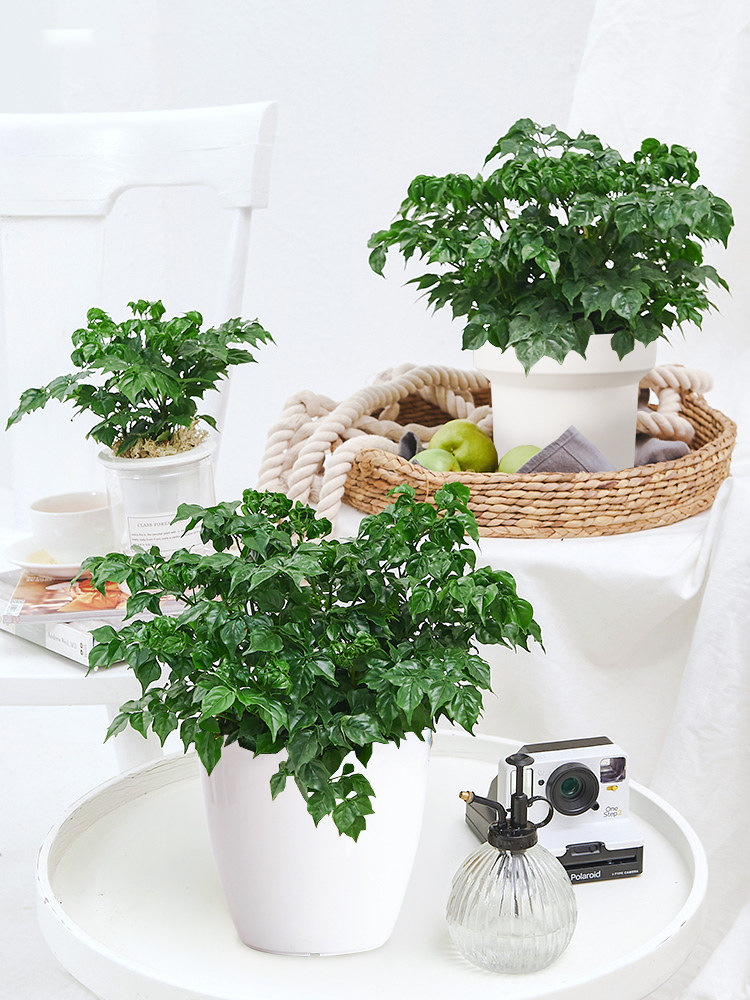 爱优尚幸福树小型盆栽室内办公室桌面植物好养绿植幼儿园入学绿植