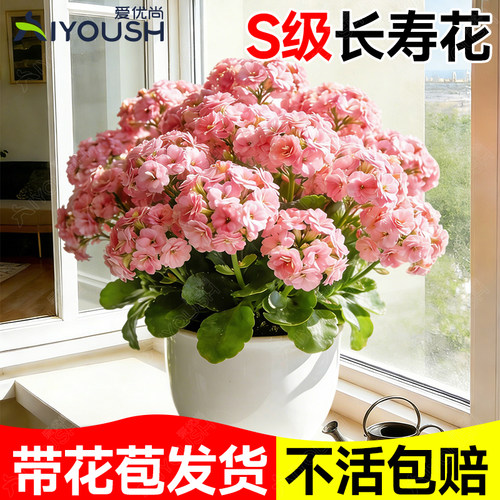 长寿花重瓣大花，新年宵花卉好养