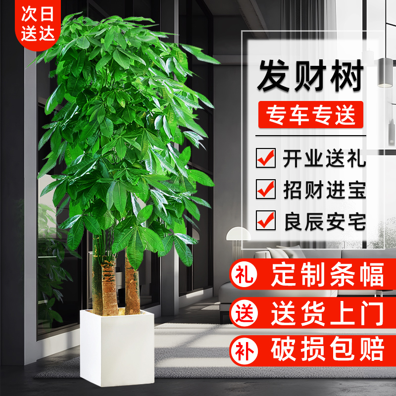 步步高发财树开业送礼乔迁新居发财树新店开业送的绿植同城配送