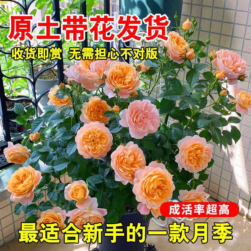 瑞典女王月季花盆栽大苗可爬藤灌木蔷薇阳台庭院四季植物玫瑰花卉,鲜花速递/花卉仿真/绿植园艺,月季/蔷薇/玫瑰,淘宝优惠券,粉丝福利购,淘宝优惠卷