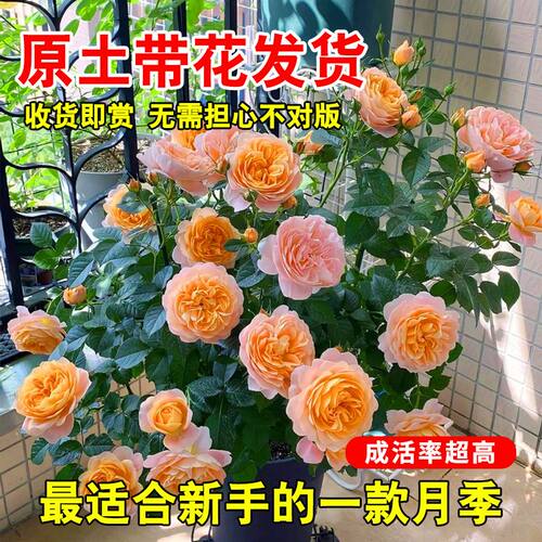 瑞典女王月季花盆栽大苗可爬藤灌木蔷薇阳台庭院四季植物玫瑰花卉