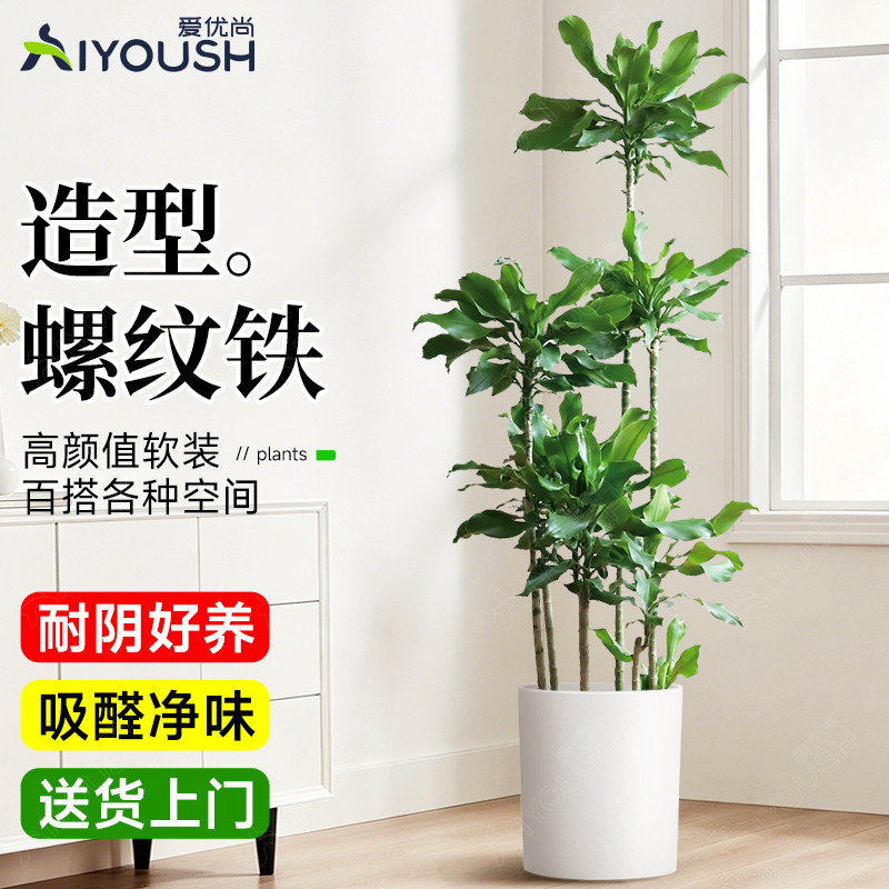 螺纹铁盆栽室内客厅办公室龙血树大型高级感绿植四季好养落地真花