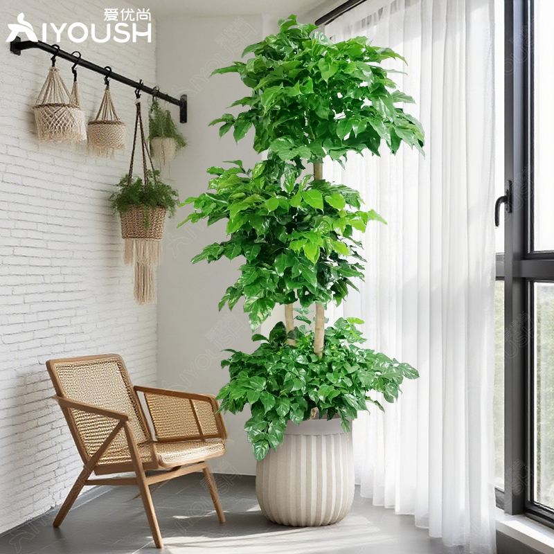 三层幸福树客厅大盆栽室内大型植物老桩四季办公室网红绿植氛围感