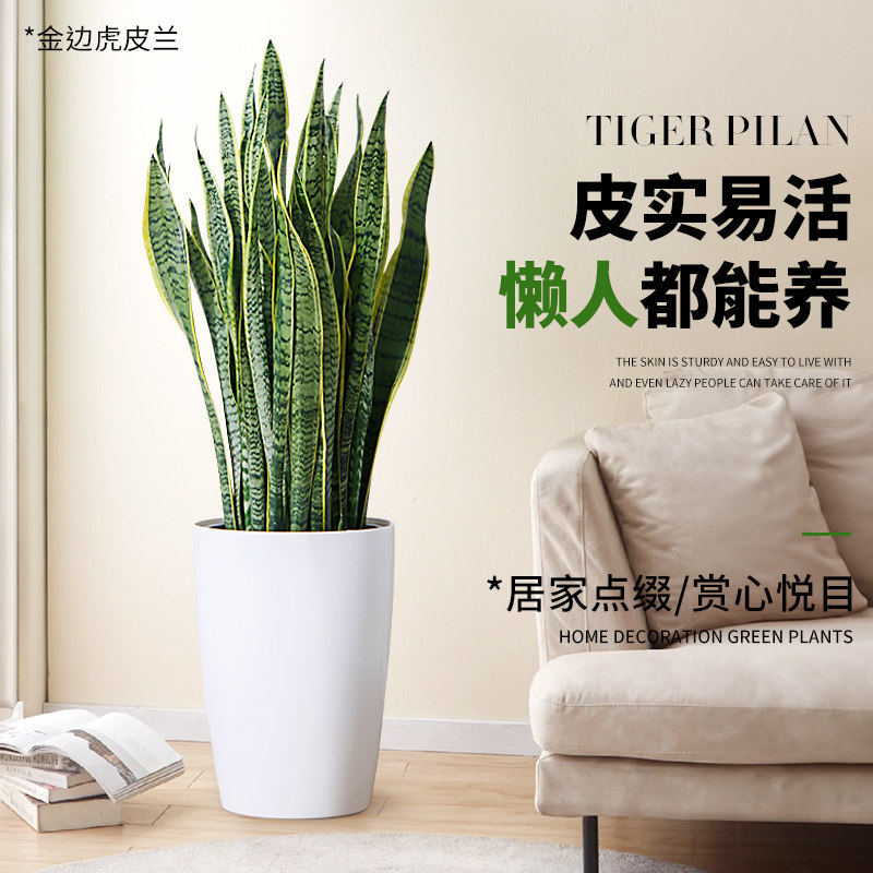 虎皮兰盆栽办公室桌面四季图片
