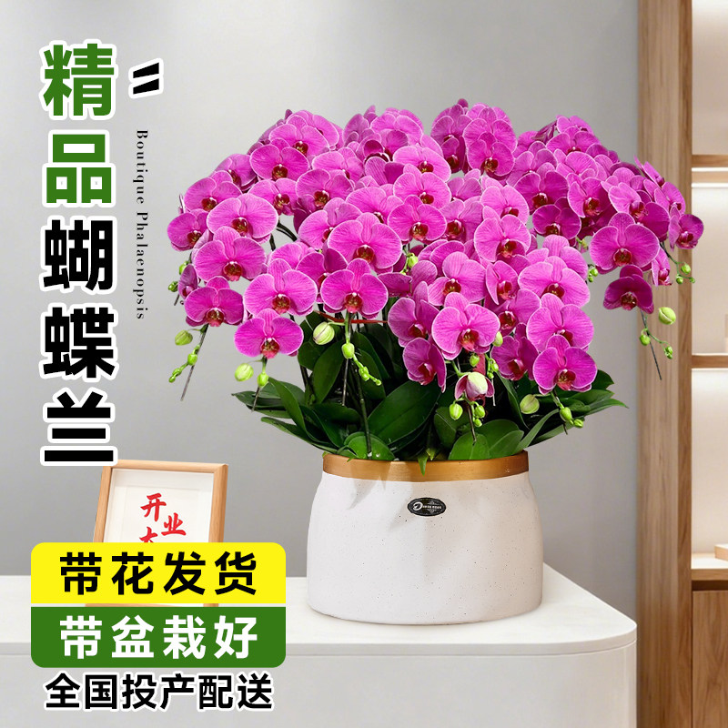 蝴蝶兰花苗带花苞大辣椒品种大花型陶瓷盆高端紫色年宵花送长辈