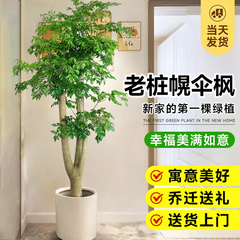 老桩幸福树客厅绿植室内大型绿植落地真花幌伞枫大号植物盆景开业