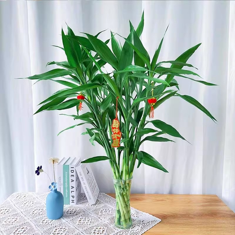 叹为观止富贵竹水培招财