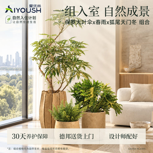 爱优尚日本保罗春羽狐尾天门冬