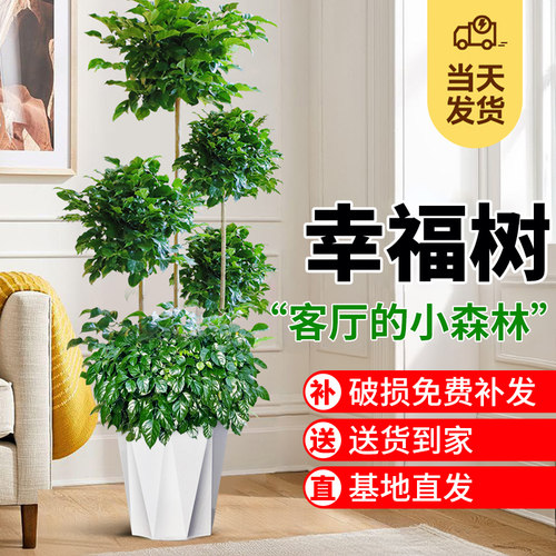 幸福树盆栽大客厅绿植园艺室内